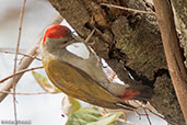 Grey-headed Woodpecker, Simbo Resort, Ethiopia, January 2018 - click for larger image