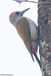 Grey-headed Woodpecker, Lake Langano, Ethiopia, January 2018 - click for larger image