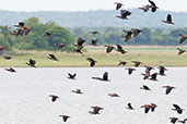 White-faced Whistling Duck, Tono Dam, Ghana, June 2011 - click for larger image