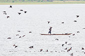White-faced Whistling Duck, Tono Dam, Ghana, June 2011 - click for larger image