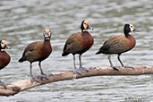 White-faced Whistling-duck, Lake Alarobia, Madagascar, November 2016 - click for larger image