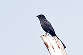 Fork-tailed Drongo, Mole, Ghana, June 2011 - click for larger image