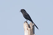 Fork-tailed Drongo, Mole, Ghana, June 2011 - click for larger image