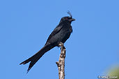 Crested Drongo, Berenty, Madagascar, November 2016 - click for larger image