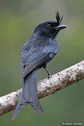 Crested Drongo, Ankarafantsika, Madagascar, November 2016 - click for larger image