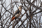 White-headed Buffalo-weaver, Harenna Forest, Ethiopia, January 2016 - click for larger image