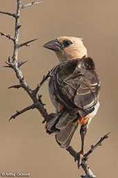 White-headed Buffalo-weaver, Yabello, Ethiopia, January 2016 - click for larger image