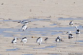 Crab-plover, Nosy Ve, Madagascar, November 2016 - click for larger image