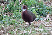 White-throated Rail, Lake Alarobia, Madagascar, November 2016 - click for larger image