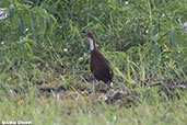 White-throated Rail, Lac Ravelobe, Madagascar, November 2016 - click for larger image