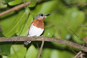 Female Chestnut Wattle-eye, Kalakpa, Ghana, May 2011 - click for larger image