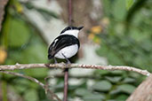 Male Chestnut Wattle-eye, Kalakpa, Ghana, May 2011 - click for larger image