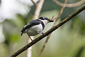 Male Chestnut Wattle-eye, Kakum, Ghana, May 2011 - click for larger image