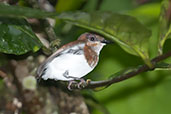 Immature Chestnut Wattle-eye, Aboabo Forest, Ghana, May 2011 - click for larger image