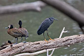 Black Heron, Lake Alarobia, Madagascar, November 2016 - click for larger image