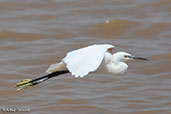 Little Egret, Lake Langano, Ethiopia, January 2016 - click for larger image