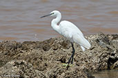 Little Egret, Lake Langano, Ethiopia, January 2016 - click for larger image