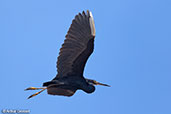 Western Reef-egret, Nosy Ve, Madagascar, November 2016 - click for larger image