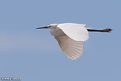 Western Reef-egret, Nosy Ve, Madagascar, November 2016 - click for larger image