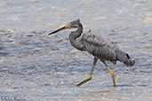 Western Reef-egret, Nosy Ve, Madagascar, November 2016 - click for larger image