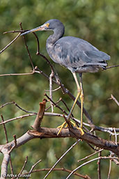 Western Reef-egret, Betsiboka River, Madagascar, November 2016 - click for larger image