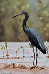 Western Reef-egret, Betsiboka River, Madagascar, November 2016 - click for larger image