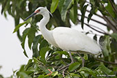 Western Reef-egret, Ankarafantsika, Madagascar, November 2016 - click for larger image