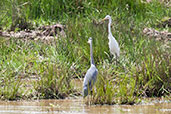 Intermediate Egret, Mole NP, Ghana, June 2011 - click for larger image