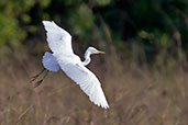 Intermediate Egret, Mole NP, Ghana, June 2011 - click for larger image