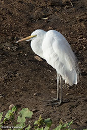 Intermediate Egret, Awash Falls, Ethiopia, January 2018 - click for larger image