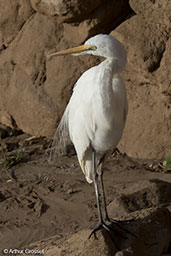 Intermediate Egret, Awash Falls, Ethiopia, January 2018 - click for larger image