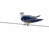 Black-winged Kite, Kalakpa, Ghana, May 2011 - click for larger image