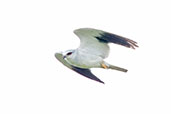 Black-winged Kite, Tono Dam, Ghana, June 2011 - click for larger image