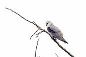 Black-winged Kite, Tono Dam, Ghana, June 2011 - click for larger image