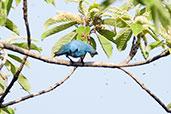 Blue Crested Flycatcher, Mole, Ghana, June 2011 - click for larger image