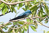 Blue Crested Flycatcher, Mole, Ghana, June 2011 - click for larger image