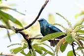 Blue Crested Flycatcher, Mole, Ghana, June 2011 - click for larger image