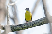 Brown-rumped Bunting, Mole NP, Ghana, June 2011 - click for larger image