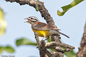 Brown-rumped Bunting, Mole NP, Ghana, June 2011 - click for larger image