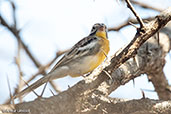 Somali Bunting, Bogol Manyo, Ethiopia, January 2016 - click for larger image