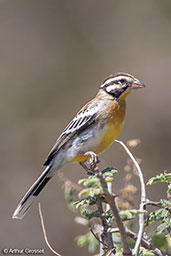 Somali Bunting, Bogol Manyo, Ethiopia, January 2016 - click for larger image