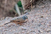 Cinnamon-breasted Bunting, Tonga Hills, Ghana, June 2011 - click for larger image