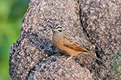 Grey-throated Bunting, Tonga Hills, Ghana, June 2011 - click for larger image