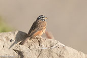Cinnamon-breasted Bunting, Jemma River, Ethiopia, January 2016 - click for larger image