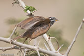 Cinnamon-breasted Bunting, Jemma River, Ethiopia, January 2016 - click for larger image