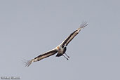 Saddlebill, Bale Mountains, Ethiopia, January 2016 - click for larger image