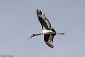 Saddlebill, Bale Mountains, Ethiopia, January 2016 - click for larger image