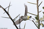 Yellow-bellied Eremomela, Sof Omar, Ethiopia, January 2016 - click for larger image