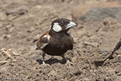 Chestnut-backed Sparrow-lark, Alleghedi Plain, Ethiopia, January 2016 - click for larger image