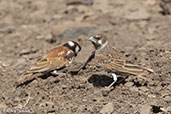 Chestnut-backed Sparrow-lark, Alleghedi Plain, Ethiopia, January 2016 - click for larger image